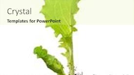  Presentation with seedling - PPT layouts consisting of lettuce seedling in soil background and a blonde colored foreground
