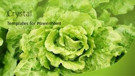  Presentation with farmland - PPT layouts with lettuce-vegetable-salad-growing background and a yellow colored foreground