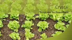  Presentation with lettuce - Slide deck featuring lettuce-vegetable-salad-growing background and a yellow colored foreground