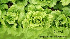  Presentation with lettuce - PPT layouts enhanced with lettuce-vegetable-salad-growing background and a yellow colored foreground