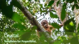  Presentation with baby tree - Slide set featuring leuser national park sumatra indonesia background and a tawny brown colored foreground