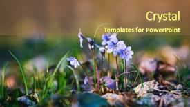  Presentation with woods - Amazing PPT theme having level view of lovely flower backdrop and a tawny brown colored foreground