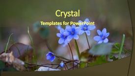  Presentation with small group top view - Beautiful presentation theme featuring level view of lovely flower backdrop and a tawny brown colored foreground