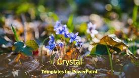  Presentation with small group top view - Presentation theme having level view of lovely flower background and a tawny brown colored foreground