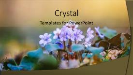  Presentation with small group top view - Slides featuring level view of lovely flower background and a yellow colored foreground