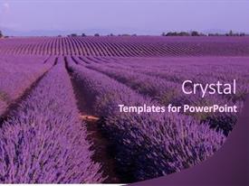 Levender Field Purple Aromatic Flowers PPT template 74 | CrystalGraphics