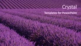  Presentation with purple flowers - Beautiful slide deck featuring levender field purple aromatic flowers backdrop and a violet colored foreground
