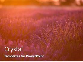 Levender Field Purple Aromatic Flowers PPT template 99 | CrystalGraphics