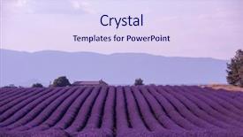  Presentation with purple flowers - Theme featuring levender field purple aromatic flowers background and a sky blue colored foreground