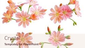  Presentation with cliff - Amazing presentation theme having lewisia-cotyledon-cliff-maids-siskiyou backdrop and a lemonade colored foreground