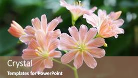  Presentation with cliff - Presentation consisting of lewisia-cotyledon-cliff-maids-siskiyou background and a coral colored foreground
