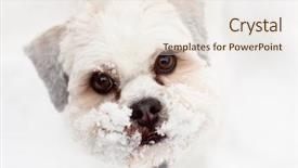  Presentation with endangered snow leopard resting - Cool new presentation theme with lhasa apso in the snow backdrop and a sky blue colored foreground