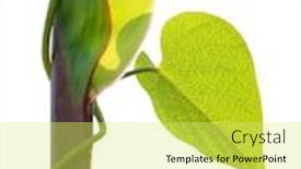  Presentation with liana - Presentation theme featuring plants stem - liana plant background and a yellow colored foreground