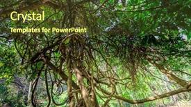  Presentation with vine - Theme having lianas in the thailand jungle background and a tawny brown colored foreground