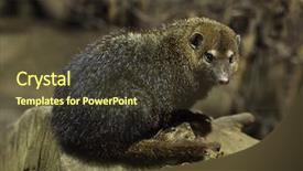  Presentation with quail bird common - PPT theme enhanced with liberia - common kusimanse crossarchus obscurus also background and a tawny brown colored foreground