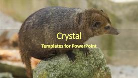  Presentation with quail bird common - Presentation theme enhanced with liberia - common kusimanse crossarchus obscurus also background and a tawny brown colored foreground