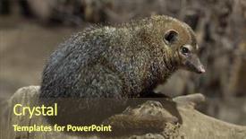  Presentation with wildlife - Audience pleasing slides consisting of liberia - common kusimanse crossarchus obscurus also backdrop and a tawny brown colored foreground