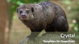  Presentation with safari park beautiful wildlife animal - Presentation design having liberia - common kusimanse crossarchus obscurus also background and a gray colored foreground