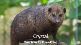  Presentation with wildlife - Slide deck featuring liberia - common kusimanse crossarchus obscurus also background and a wine colored foreground