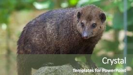  Presentation with assisted animal therapy - PPT layouts with liberia - common kusimanse crossarchus obscurus also background and a ocean colored foreground
