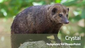  Presentation with common cold cough contagious virus - Presentation theme enhanced with liberia - common kusimanse crossarchus obscurus also background and a violet colored foreground