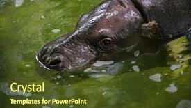  Presentation with wildlife - Audience pleasing PPT layouts consisting of liberia - pygmy hippopotamus choeropsis liberiensis wildlife backdrop and a tawny brown colored foreground