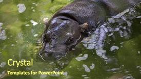 Presentation with wildlife - PPT theme enhanced with liberia - pygmy hippopotamus choeropsis liberiensis wildlife background and a tawny brown colored foreground