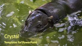 Presentation with pygmy goat - Audience pleasing PPT layouts consisting of liberia - pygmy hippopotamus choeropsis liberiensis wildlife backdrop and a tawny brown colored foreground