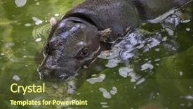  Presentation with safari park beautiful wildlife animal - Beautiful theme featuring liberia - pygmy hippopotamus choeropsis liberiensis wildlife backdrop and a tawny brown colored foreground
