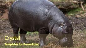  Presentation with safari park beautiful wildlife animal - Audience pleasing PPT layouts consisting of liberia - pygmy hippopotamus choeropsis liberiensis wildlife backdrop and a tawny brown colored foreground