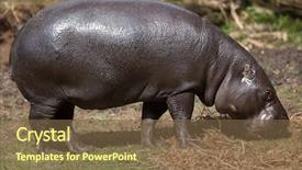  Presentation with wildlife goat - Amazing presentation theme having liberia - pygmy hippopotamus choeropsis liberiensis wildlife backdrop and a tawny brown colored foreground