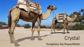  Presentation with sahara - Cool new theme with libya - camels in sahara desert africa backdrop and a  colored foreground