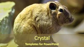  Presentation with underwater wild nature sea life - PPT theme enhanced with libya - common gundi ctenodactylus gundi wild background and a tawny brown colored foreground