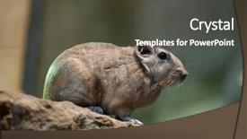  Presentation with safari park beautiful wildlife animal - Amazing slides having libya - common gundi ctenodactylus gundi wildlife backdrop and a dark gray colored foreground