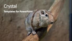  Presentation with wildlife - Audience pleasing theme consisting of libya - common gundi ctenodactylus gundi wildlife backdrop and a  colored foreground
