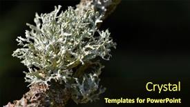  Presentation with lichen - Beautiful PPT theme featuring lichen-oakmoss-evernia-prunastri backdrop and a wine colored foreground