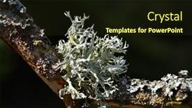  Presentation with lichen - Presentation having lichen-oakmoss-evernia-prunastri background and a wine colored foreground