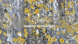  Presentation with lichen - Audience pleasing presentation theme consisting of lichen on a stone backdrop and a coral colored foreground