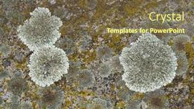  Presentation with rock - Amazing PPT theme having lichens on rock surface backdrop and a tawny brown colored foreground