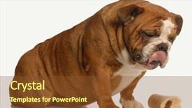  Presentation with english bulldog - Theme consisting of licking lips over dog bone background and a tawny brown colored foreground