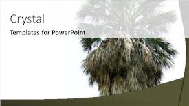  Presentation with palm tree - Cool new slide set with licuala-grandis-tree-ruffled-fan backdrop and a white colored foreground