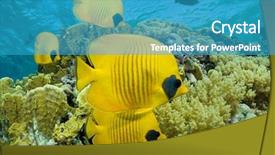  Presentation with school - Beautiful PPT theme featuring ocean life - school of masked butterflyfish backdrop and a teal colored foreground