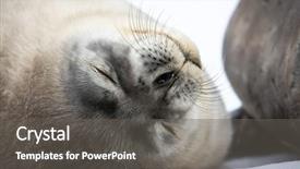  Presentation with mom baby - Beautiful slides featuring life anmals - baby seal close to mom backdrop and a gray colored foreground