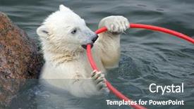  Presentation with polar bear - Slide deck having life anmals - little white polar bear playing background and a gray colored foreground