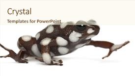  Presentation with poison - Slide deck having life anmals - mara n poison frog background and a  colored foreground