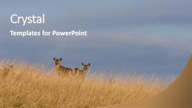  Presentation with pair - Beautiful presentation featuring life anmals - pair of white-tailed fawns backdrop and a  colored foreground
