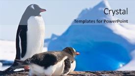  Presentation with rock - Beautiful PPT theme featuring life anmals - two penguins dreaming sitting backdrop and a light blue colored foreground