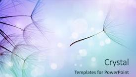  Presentation with dandelion - PPT layouts featuring life biology - beautiful abstract flying dandelion seeds background and a light blue colored foreground