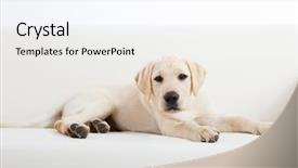  Presentation with life coaching - Beautiful PPT theme featuring life coaching - studio portrait of a beautiful backdrop and a sky blue colored foreground