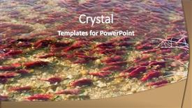  Presentation with salmon - Audience pleasing theme consisting of life cycle - colorful spawning salmon swimming backdrop and a coral colored foreground